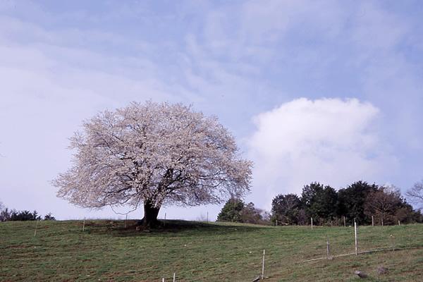 孤高の桜
