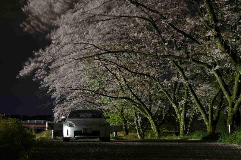 夜桜…