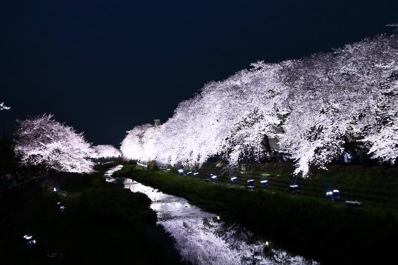 野川桜のライトアップ