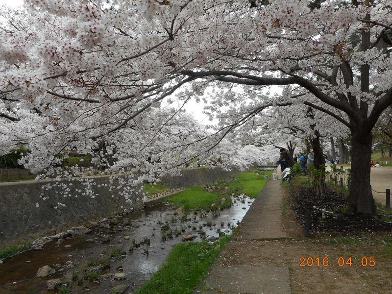 春の夙川公園の桜