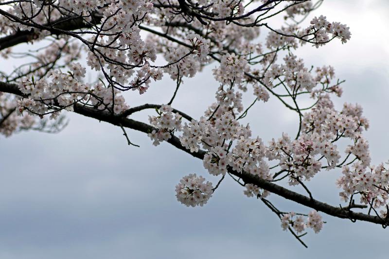 大阪市内大川の桜