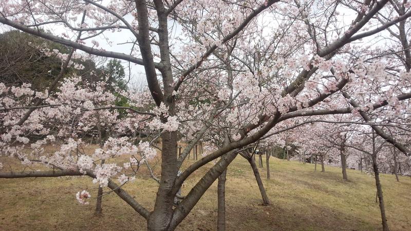 子供が撮った桜の写真です