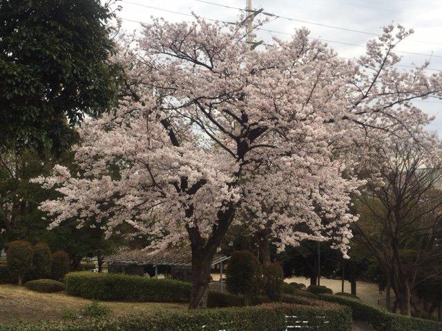 子供の成長を見続ける桜