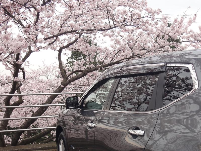 桜満開と愛車