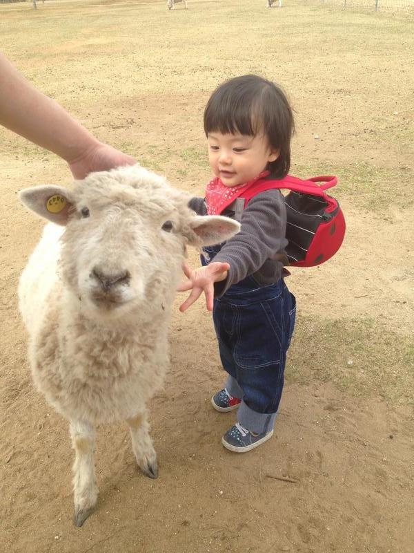 1歳の息子・初の羊さんとの触れ合い体験