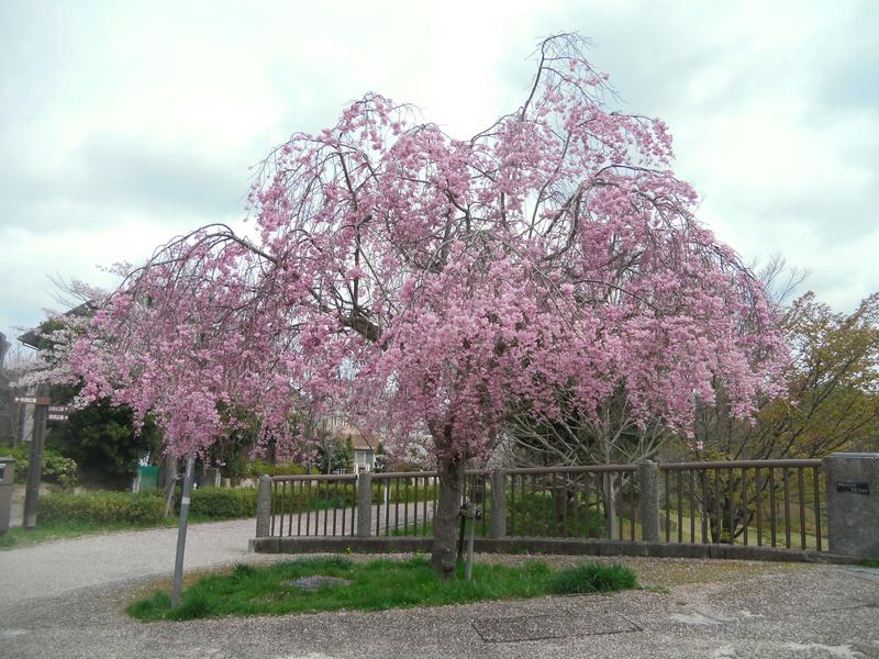 見事な枝垂桜