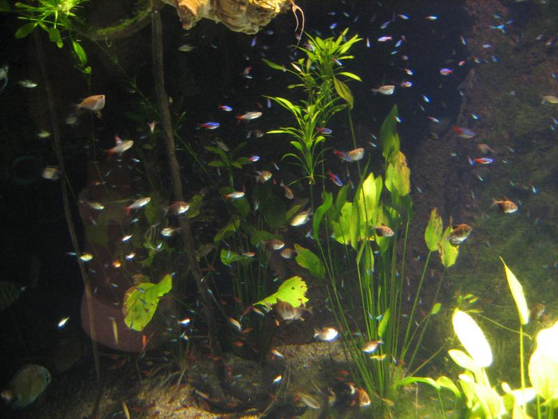 熱帯魚