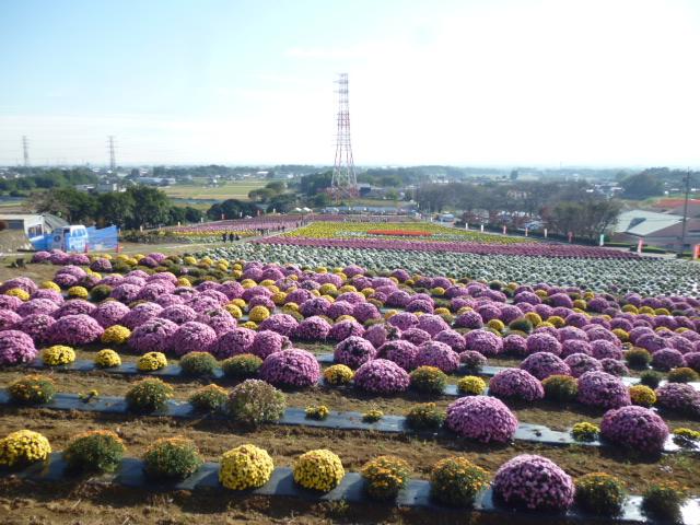 あかぼり小菊まつり