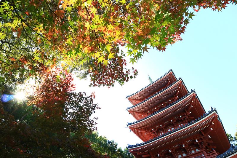 竹林寺の五重塔と紅葉