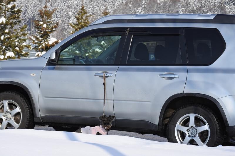 シュナウザーＳＵＶ