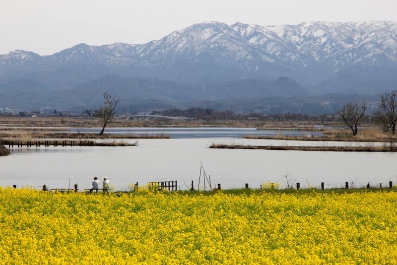 菜の花咲く福島潟