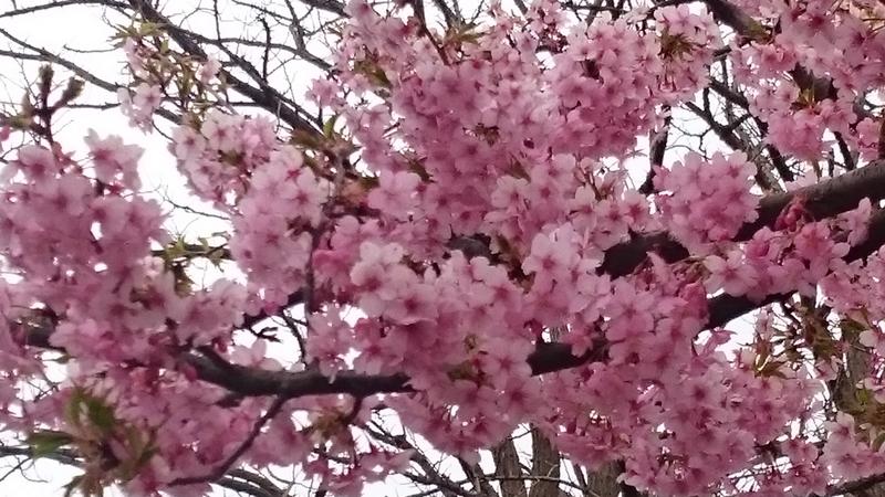 みんな桜が好き♡