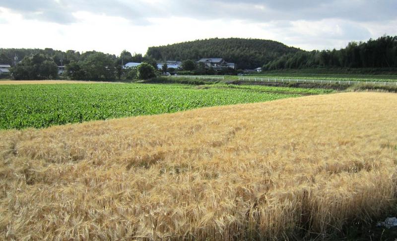 田んぼの麦と緑