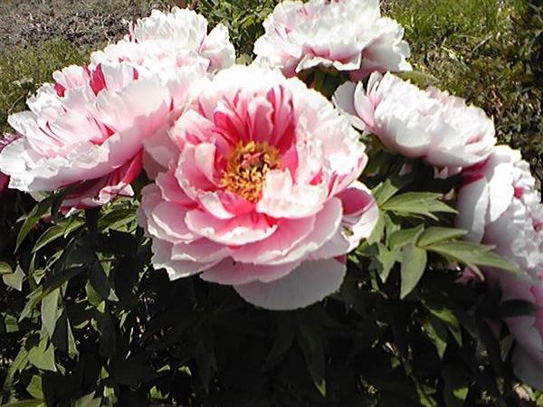 両親が好きな牡丹の花