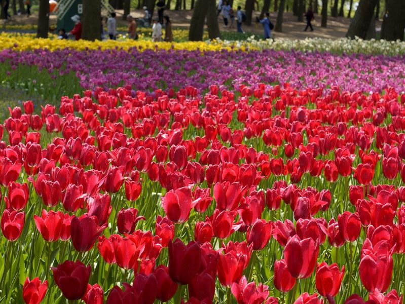 とっても綺麗なチューリップ畑