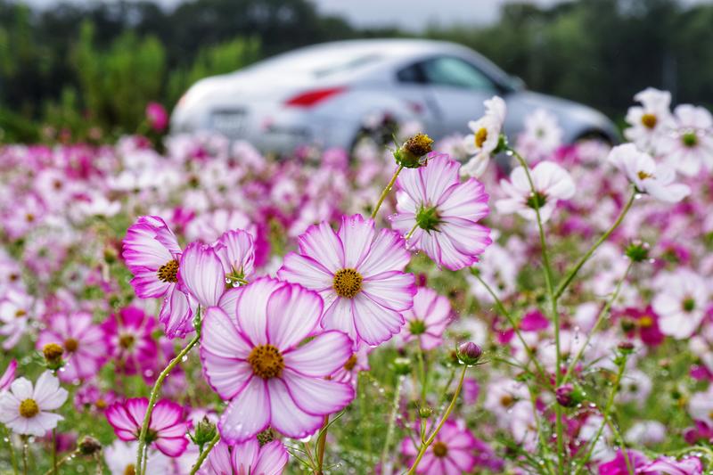 コスモスの花の中で&hellip;