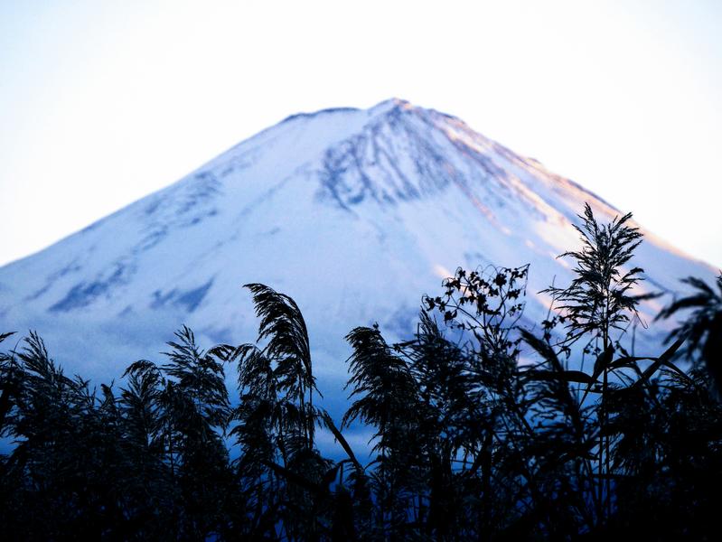 すすき越しの富士
