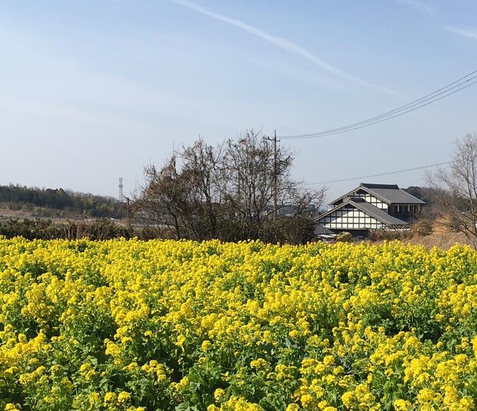 家から車を5分も走らせると突然住宅街が、菜の花畑になっていました。かんさいから、愛知に来て2年、右も左もよくわからない私にとって、毎日、ちょっとしたドライブがすてきな、小旅行に変わりました。