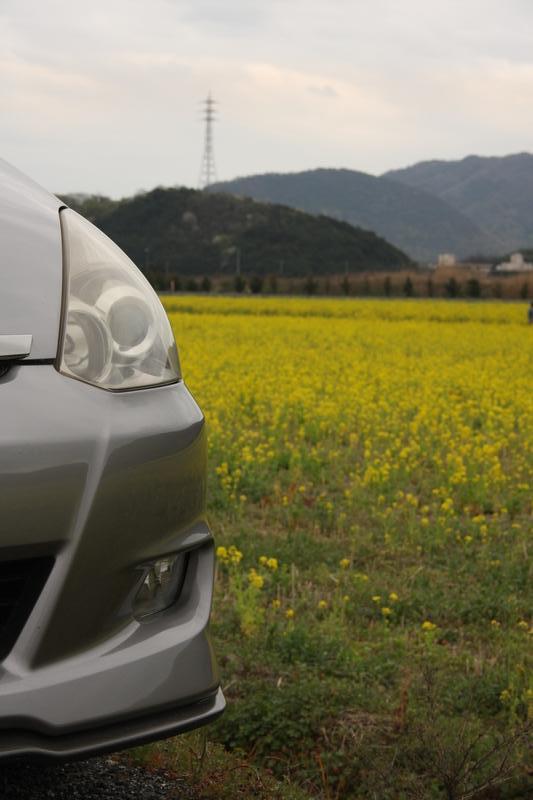 愛車と菜の花