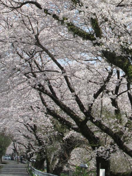 今年もまた逢えたね！