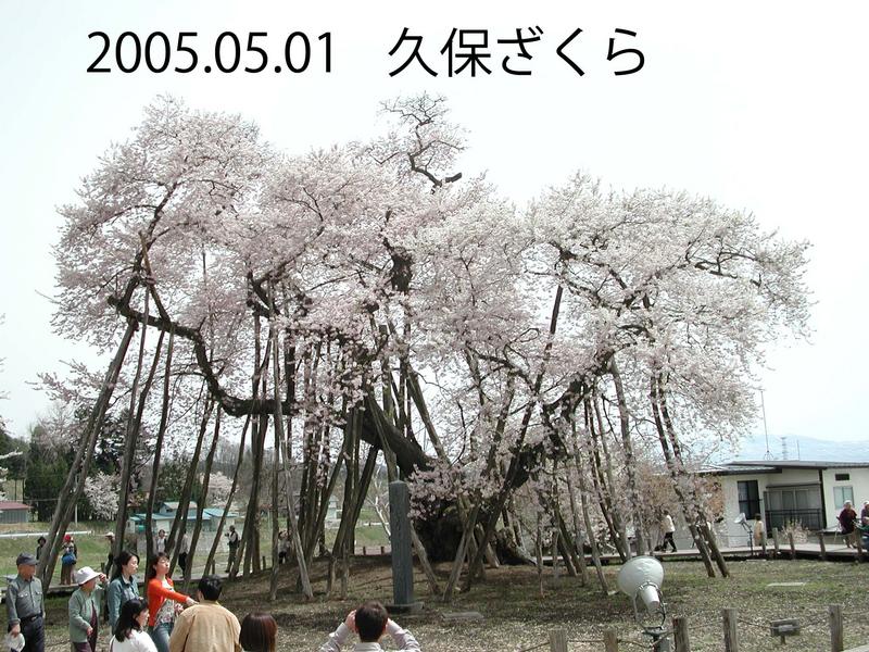 13年前の久保桜