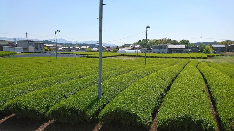 新茶の茶畑