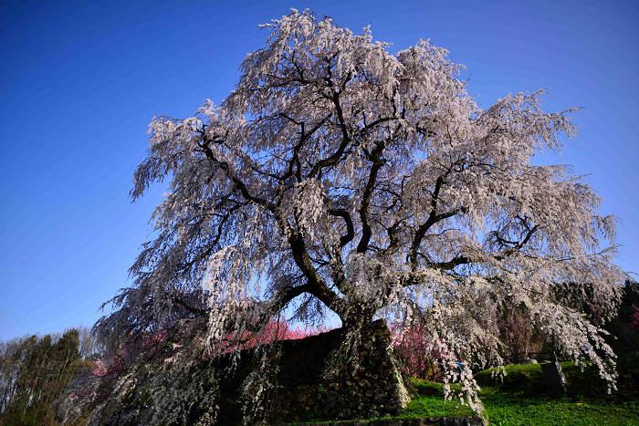 桜満開の老木