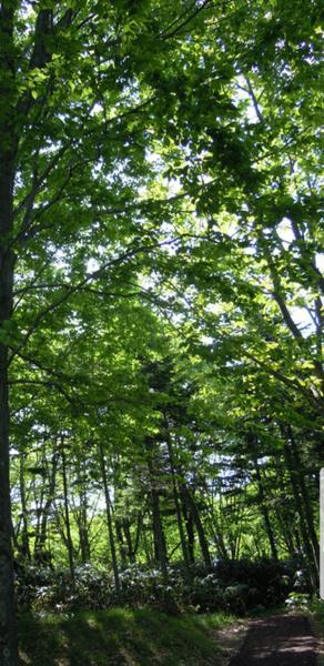 黒松内ブナの原生林