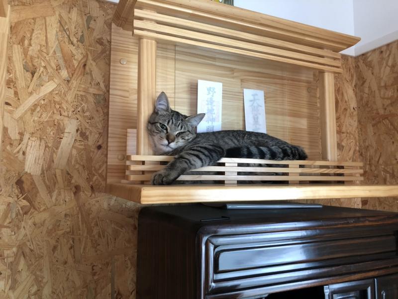 誕生日は実家の猫と共に