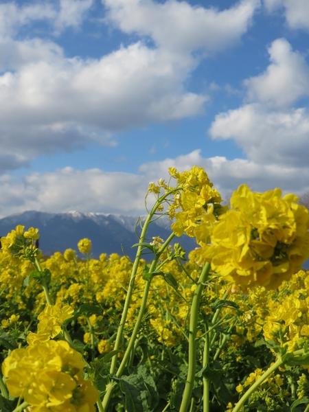 白と黄色のコントラスト