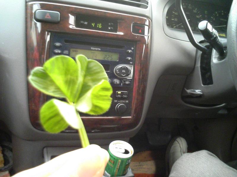 記念のクローバー