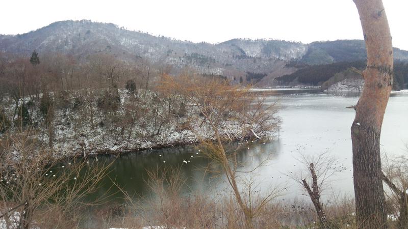 冬の白鳥の飛来する公園