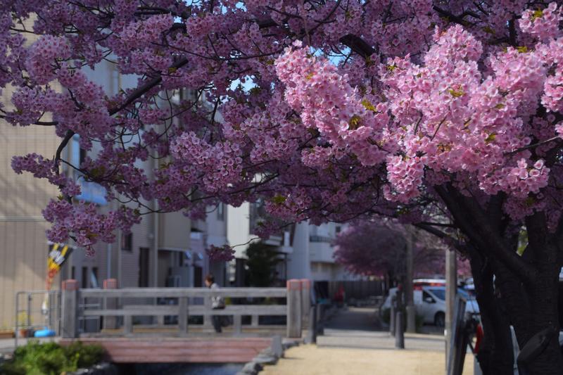 河津桜ロード