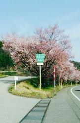 金沢の桜