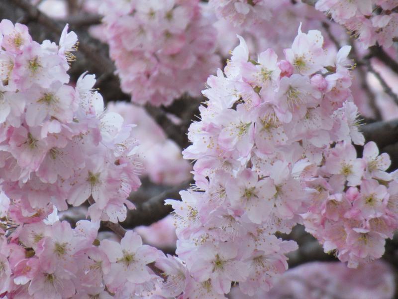 春の香りの贈り物