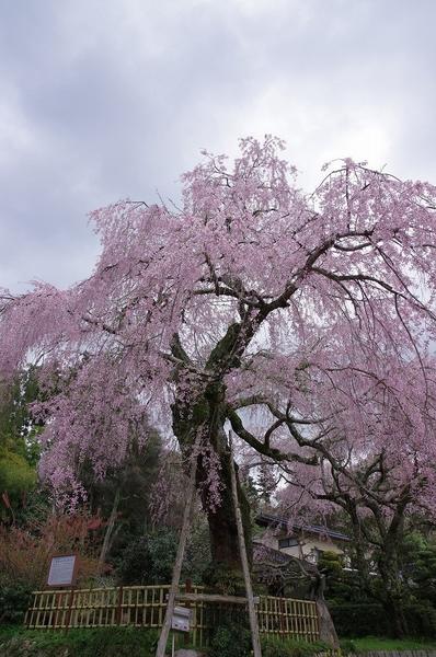 しだれ桜