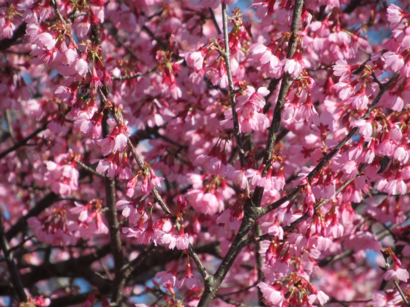 満開の「おかめ桜」の並木