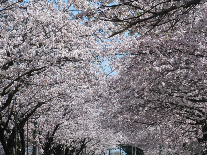 穴場の桜並木