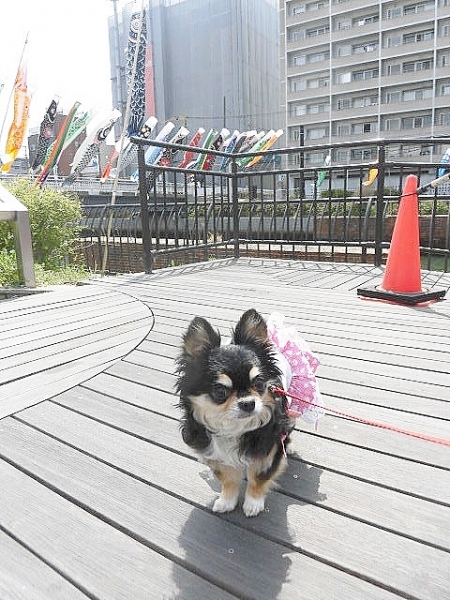 堺のんびりクルーズ＠大阪