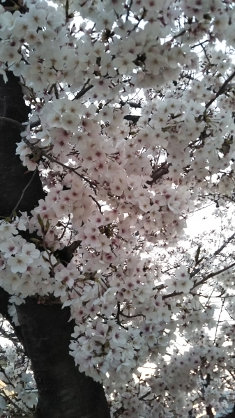 神戸　桜