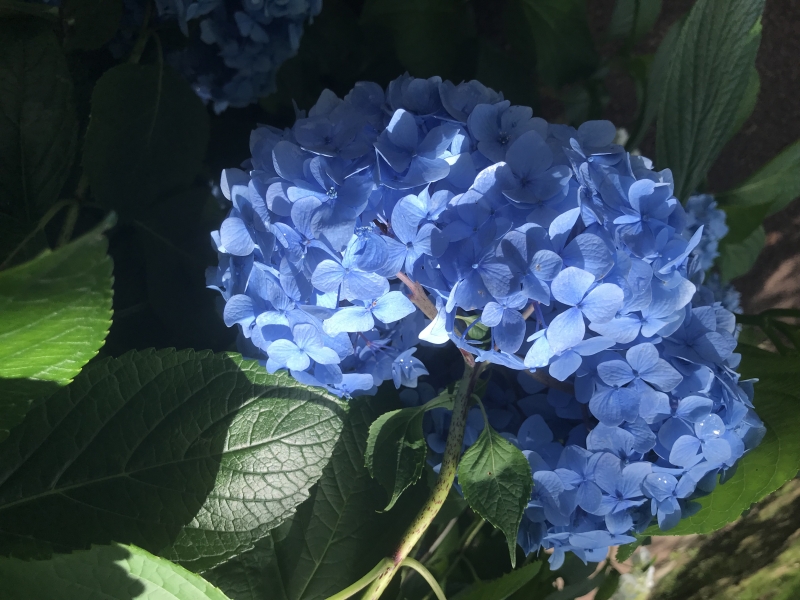 多聞山のアジサイ