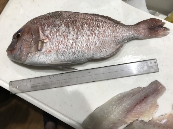 どの魚も30〜40センチもあった！