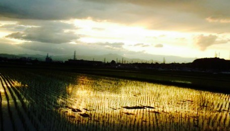 黄昏の田園