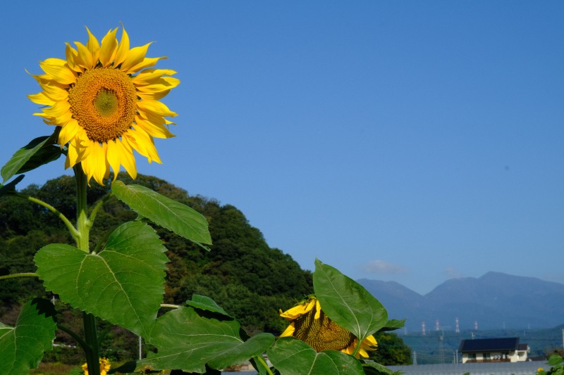 里山の輝き