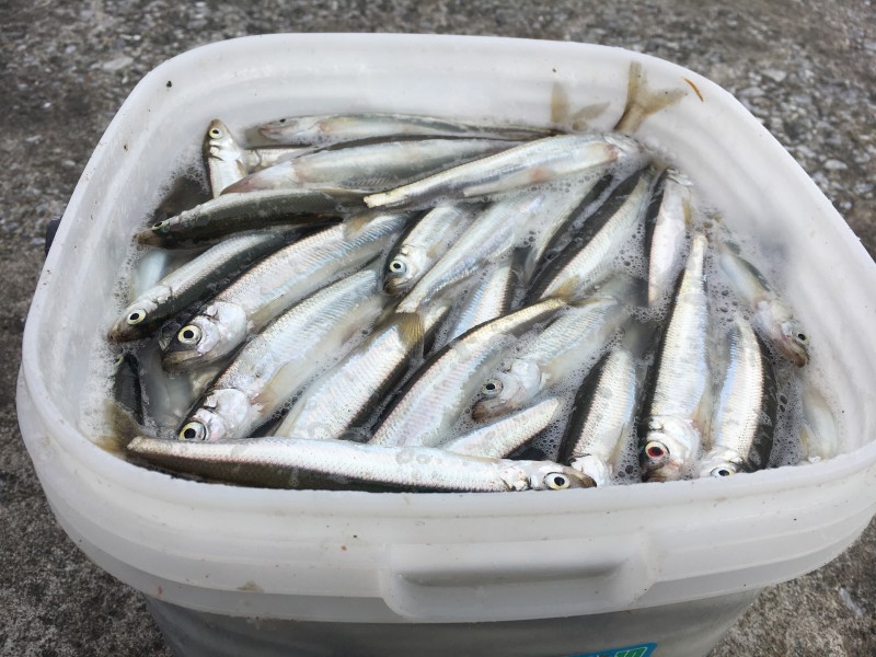チカ釣り