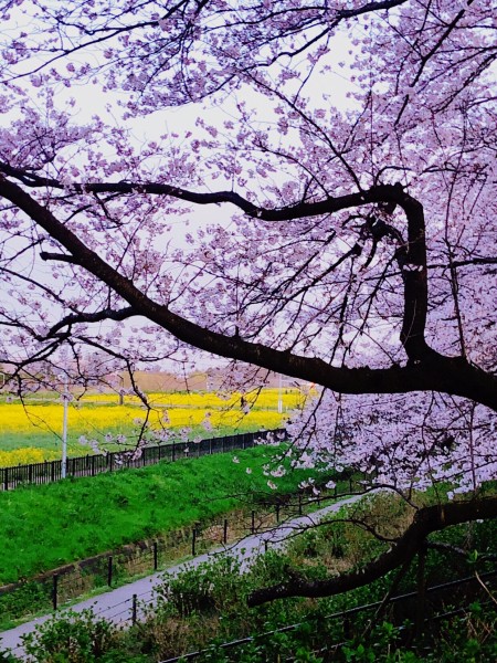 幸手市権現堂公園