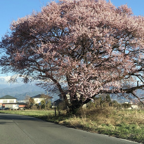 コヒガンザクラの桜は最高