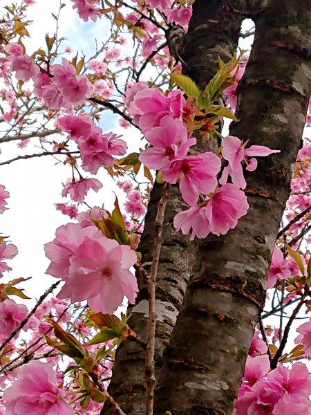 八重桜