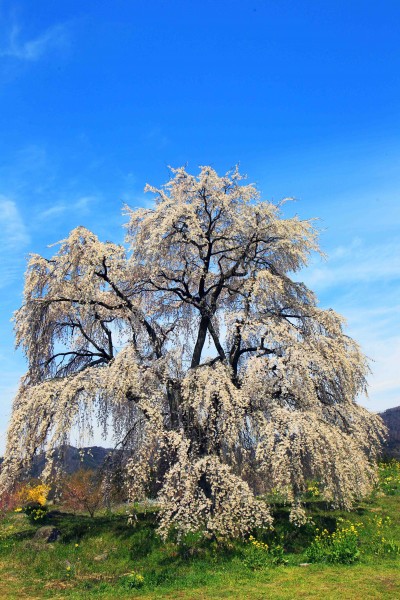 和美のシダレ桜