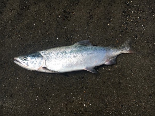 鮭釣り